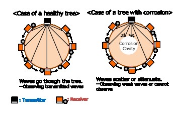 Comprehensive tree diagnosis and management service