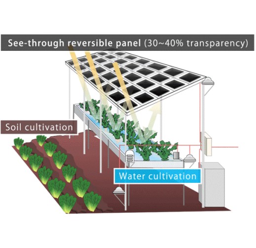 「Solar Farm」 Renewable energy and agriculture production from the same plot of land