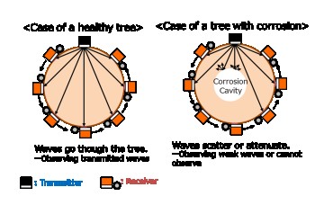 Comprehensive tree diagnosis and management service