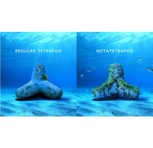 ホタテ廃棄貝殻を活用したブルーカーボン消波ブロック「HOTATETRAPOD」
